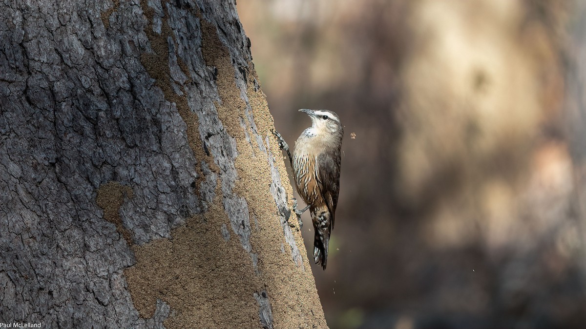 Brown Treecreeper - ML542442321