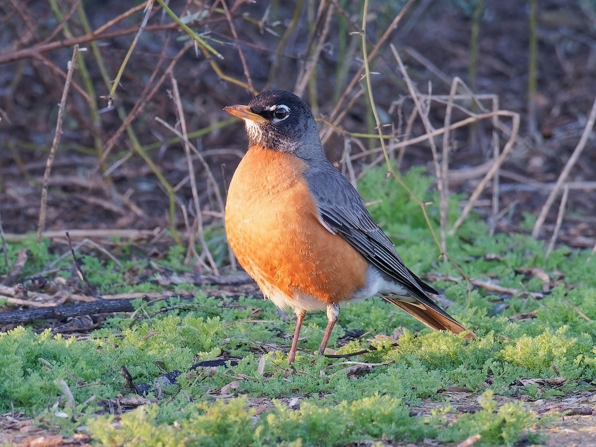 American Robin - ML542443011