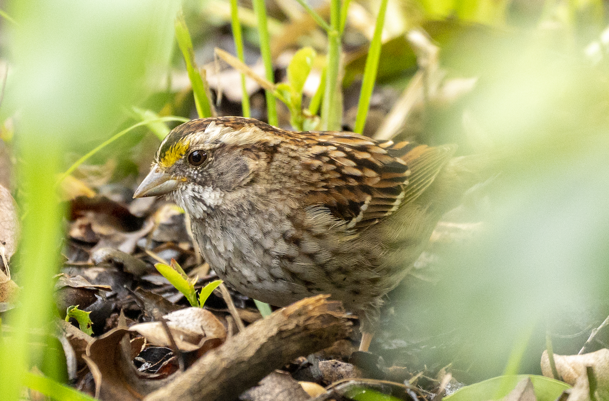 Белогорлая зонотрихия - ML542443051