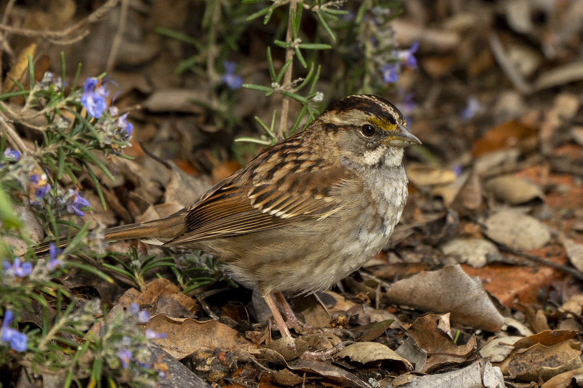 Белогорлая зонотрихия - ML542443061