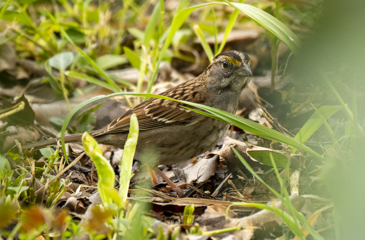 Белогорлая зонотрихия - ML542443071