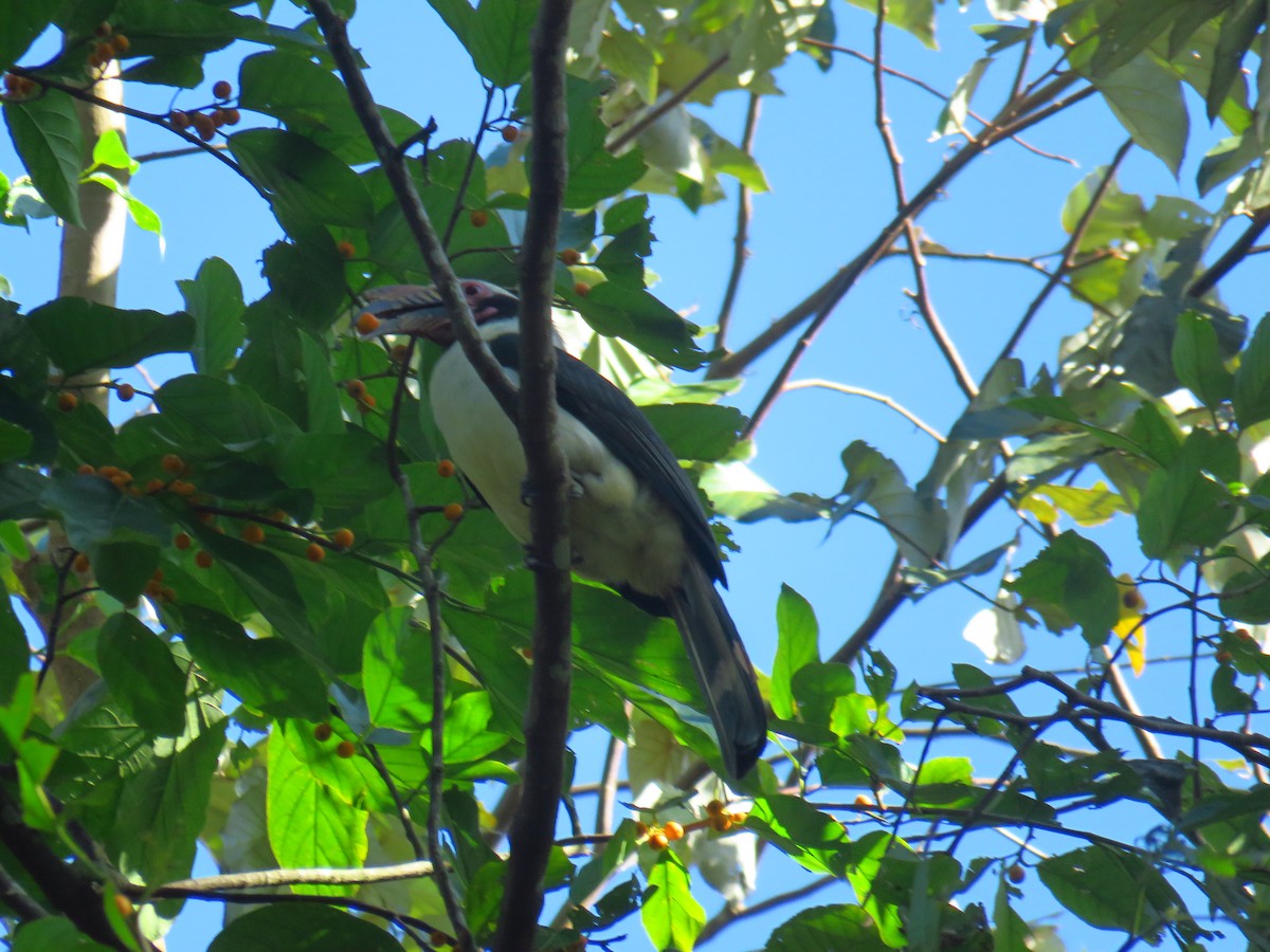 Luzon Hornbill - ML542443461