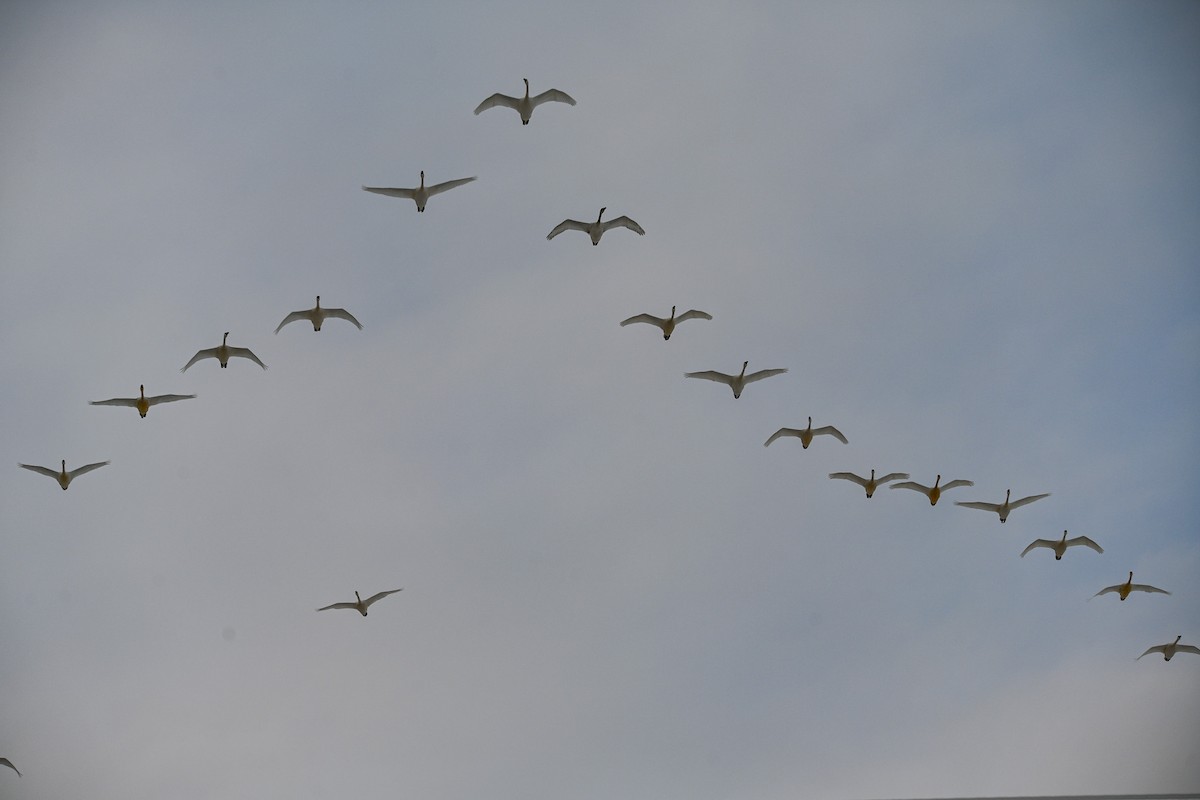 Tundra Swan - ML542444161