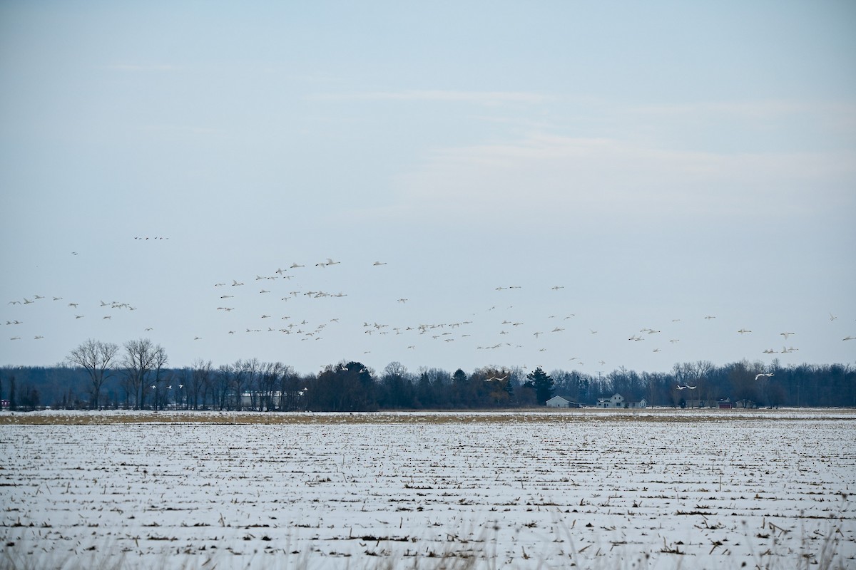 Tundra Swan - ML542444171