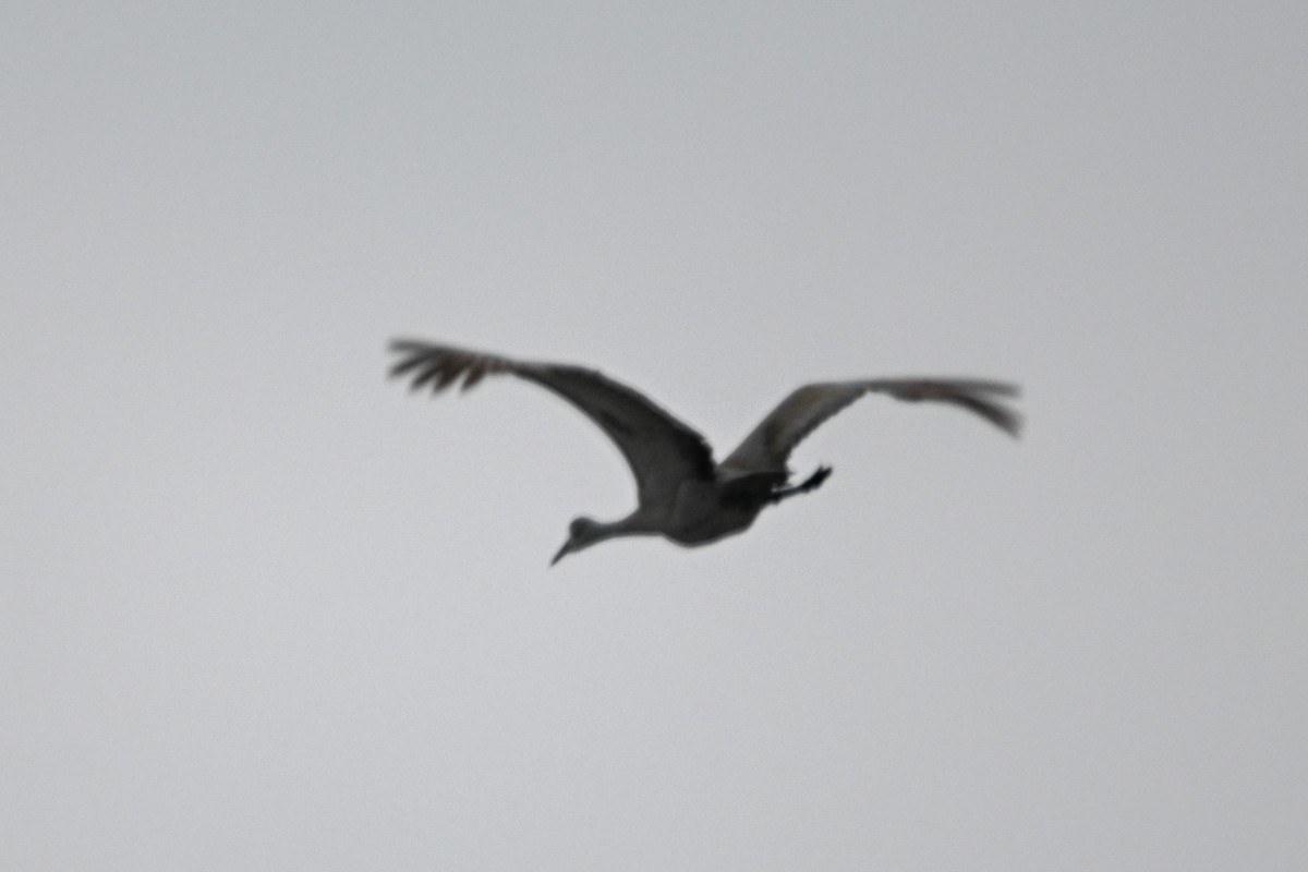 Sandhill Crane - ML542444331