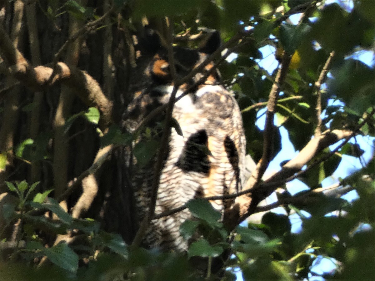 Great Horned Owl - ML542445471