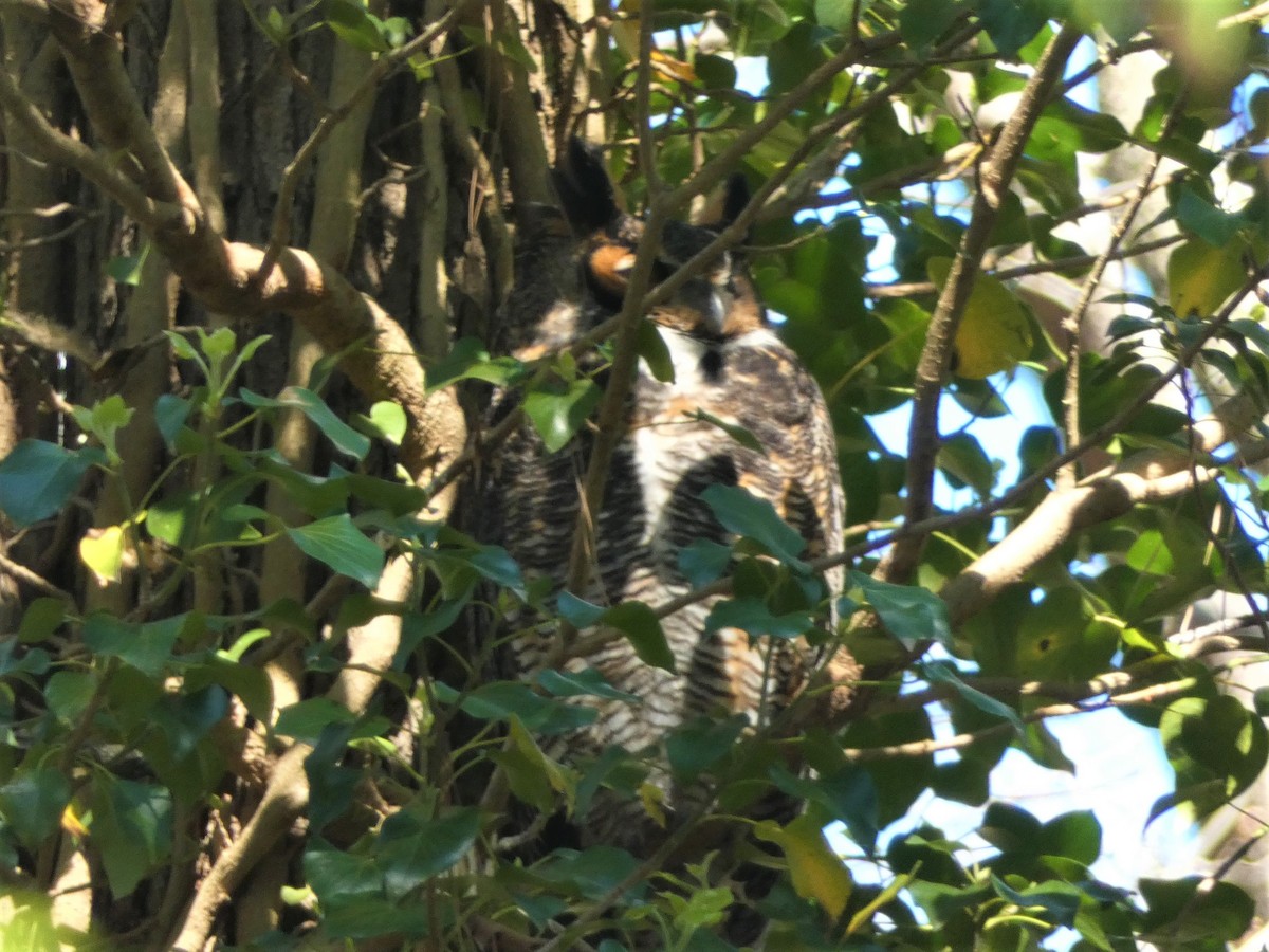 Great Horned Owl - ML542445481