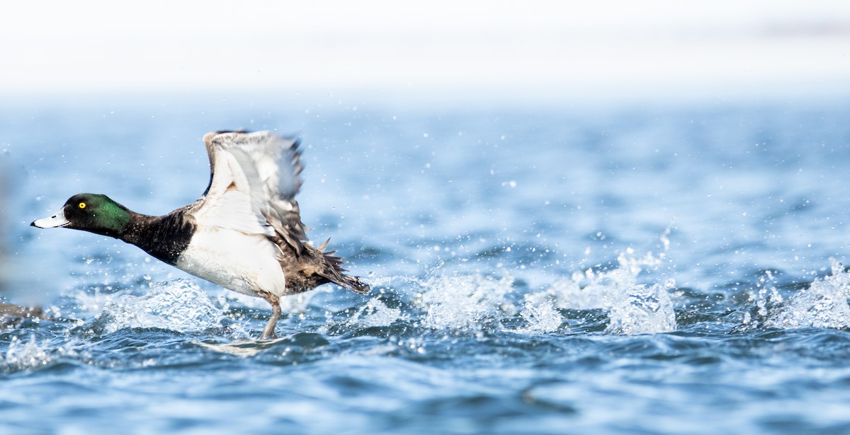 Greater Scaup - ML542446531