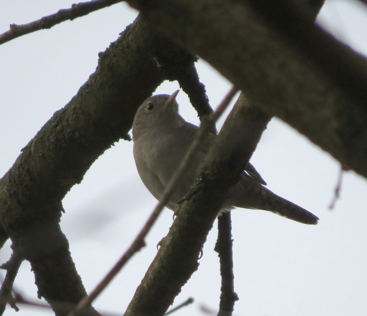 House Wren - ML54244721