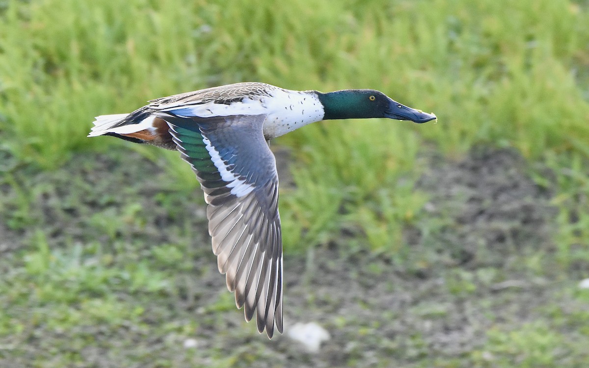 Northern Shoveler - ML542449241