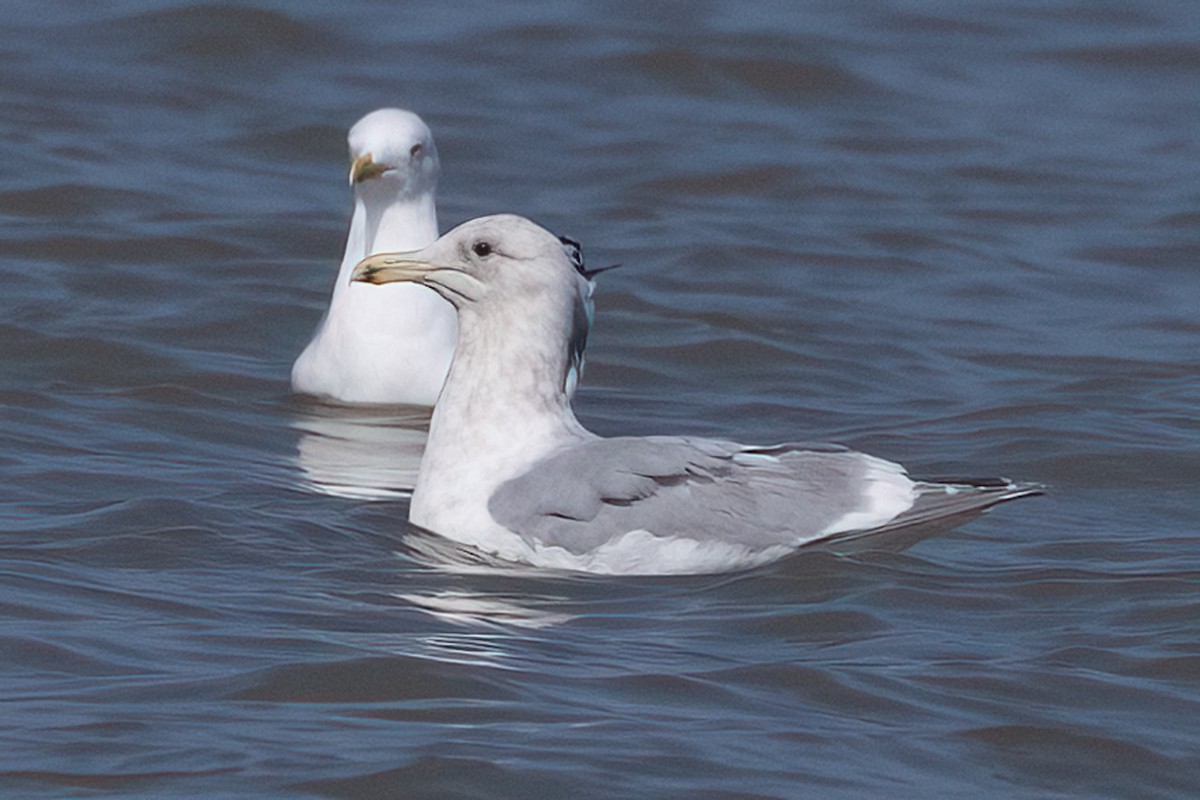 Goéland à ailes grises - ML542449351