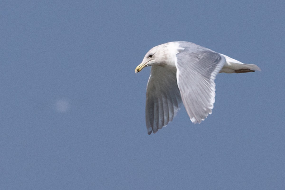 Glaucous-winged Gull - Anthony  Rodgers