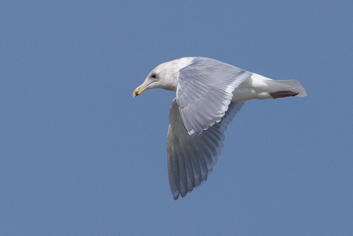 Glaucous-winged Gull - Anthony  Rodgers