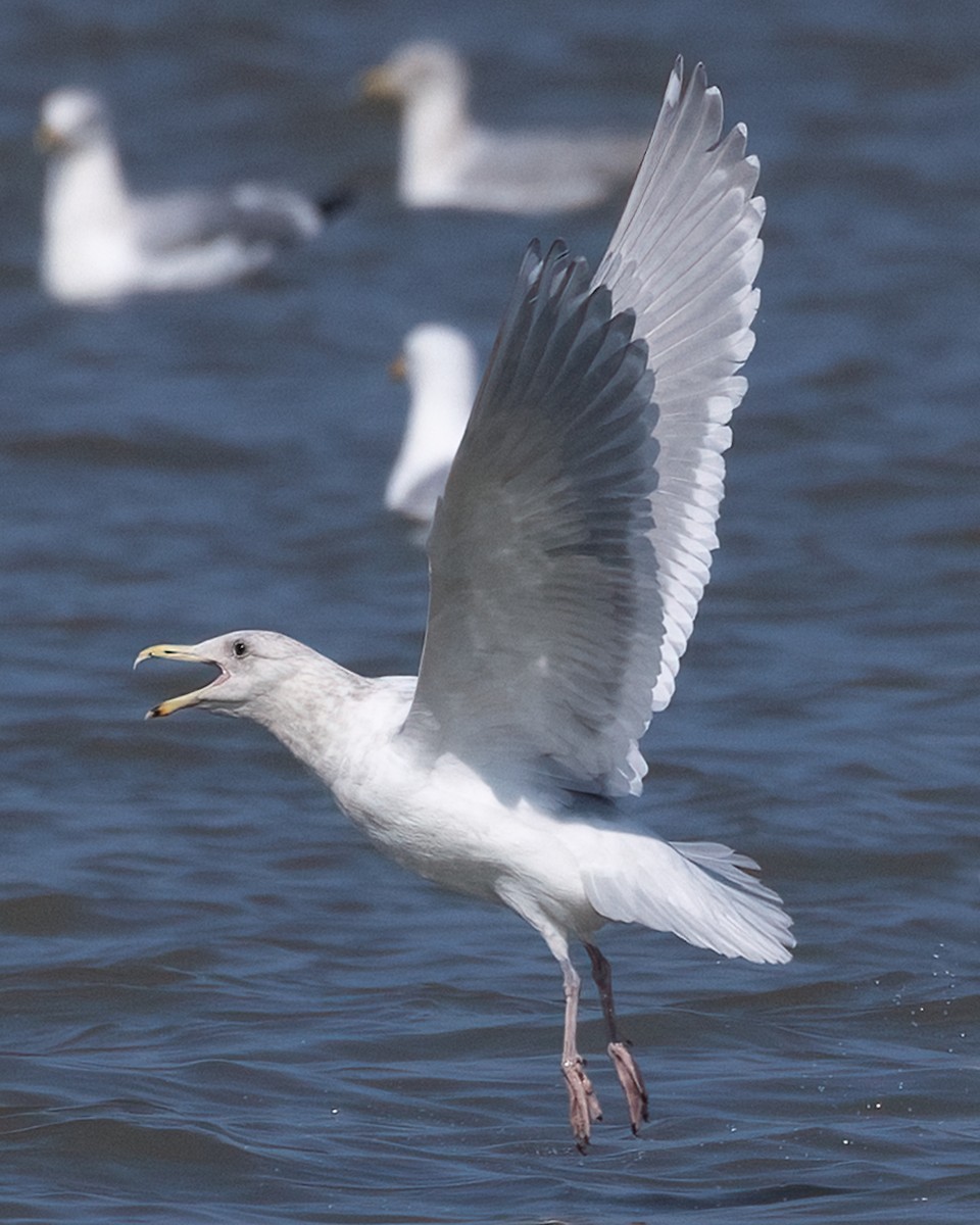 Goéland à ailes grises - ML542449381