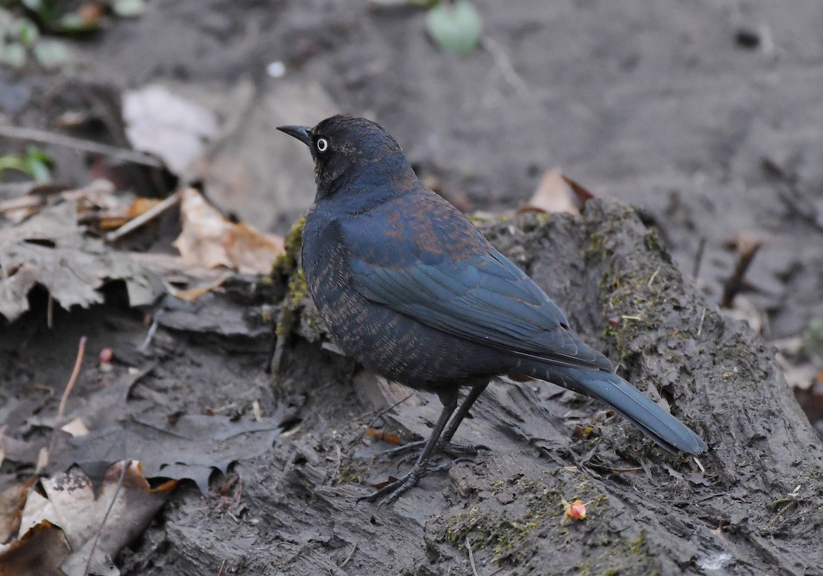 Rusty Blackbird - ML542449791