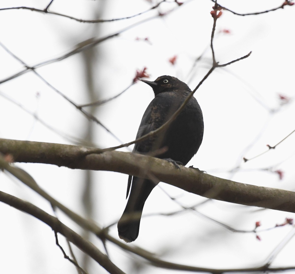 Rusty Blackbird - ML542449911