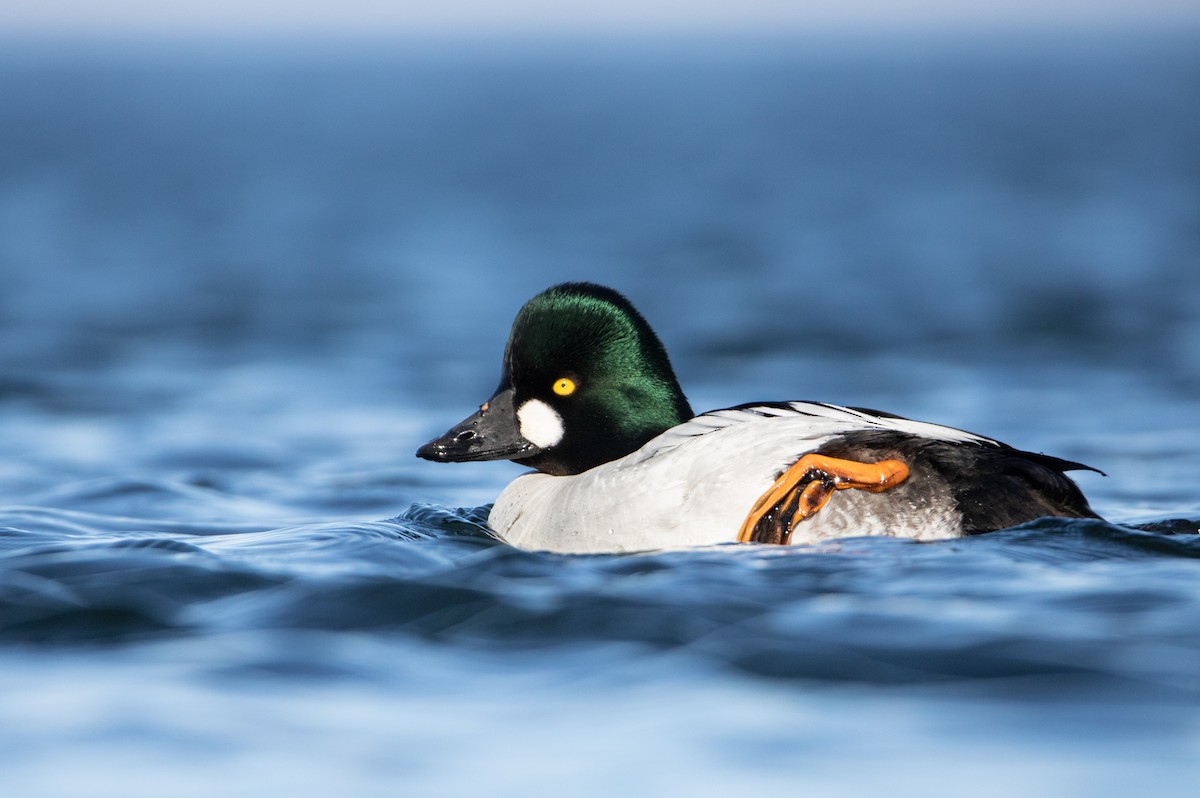 Common Goldeneye - Jaden Barney