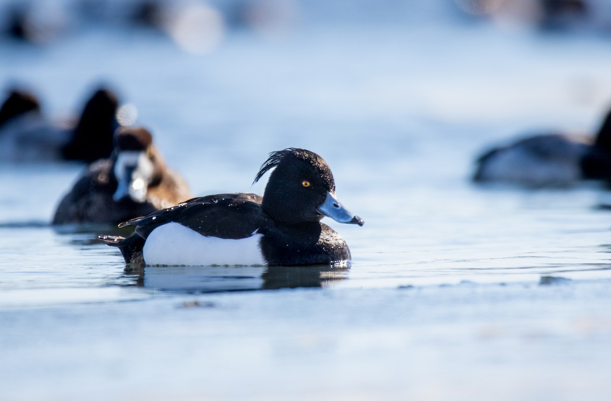 鳳頭潛鴨 - ML542451271