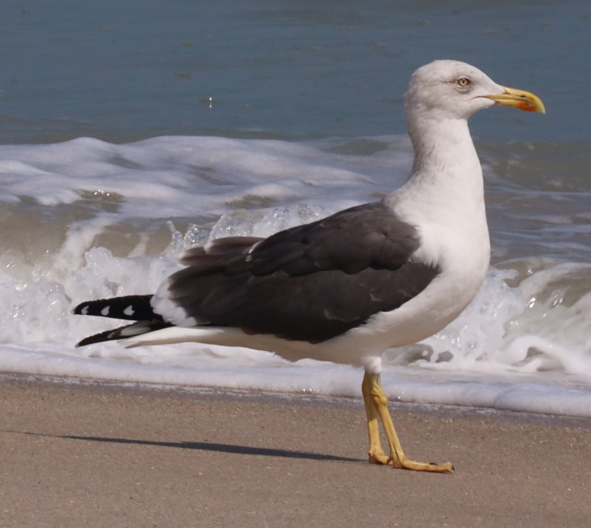 Lesser Black-backed Gull - ML542451661