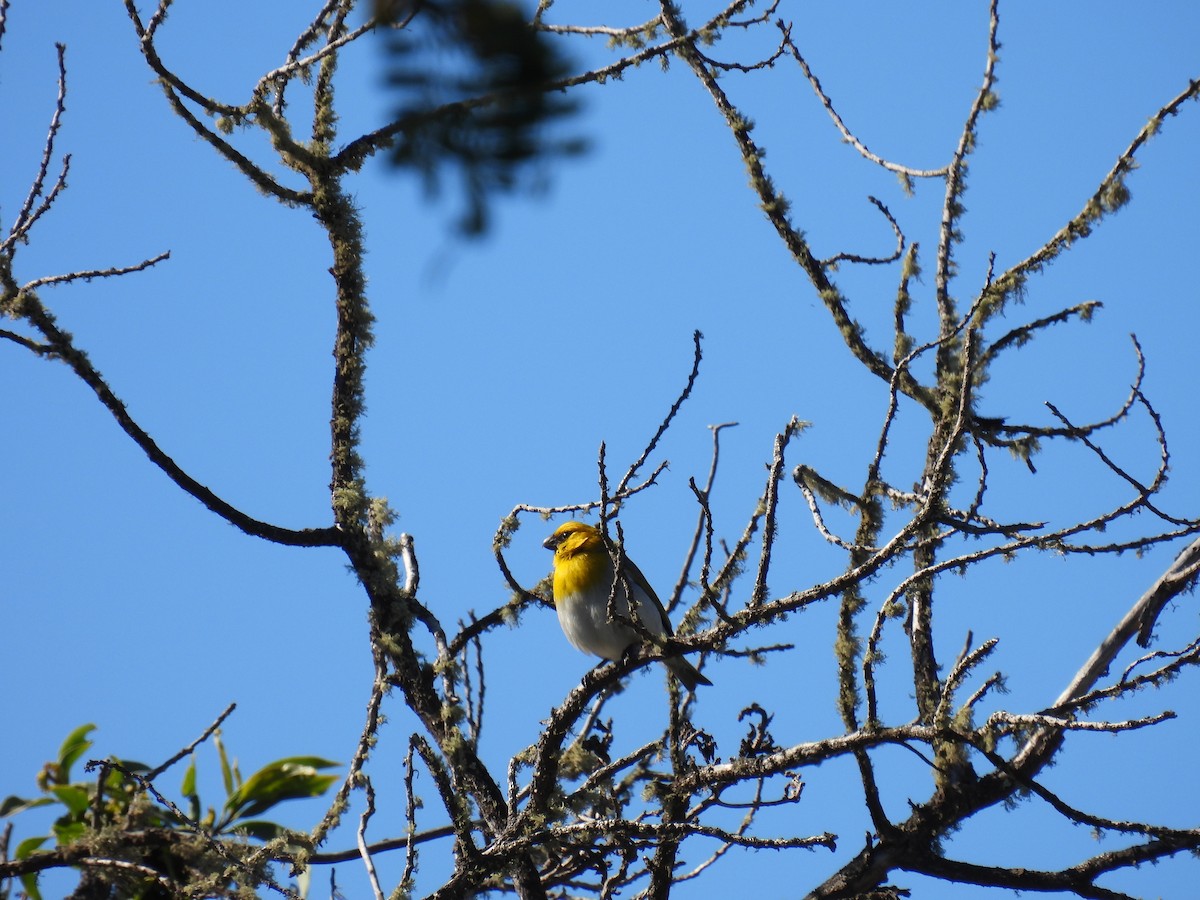 Palila - ML542451881