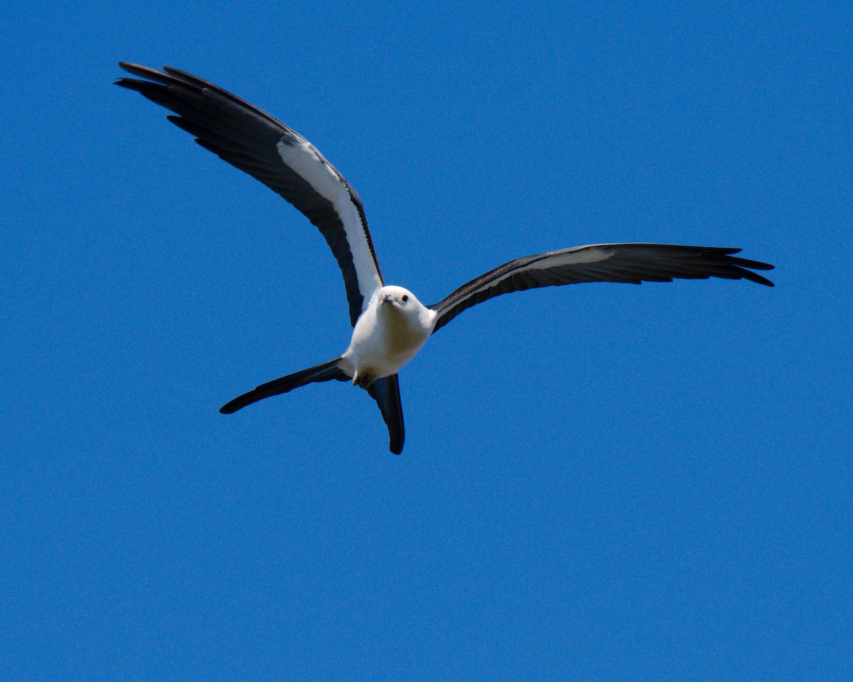 Swallow-tailed Kite - Chad Cleland