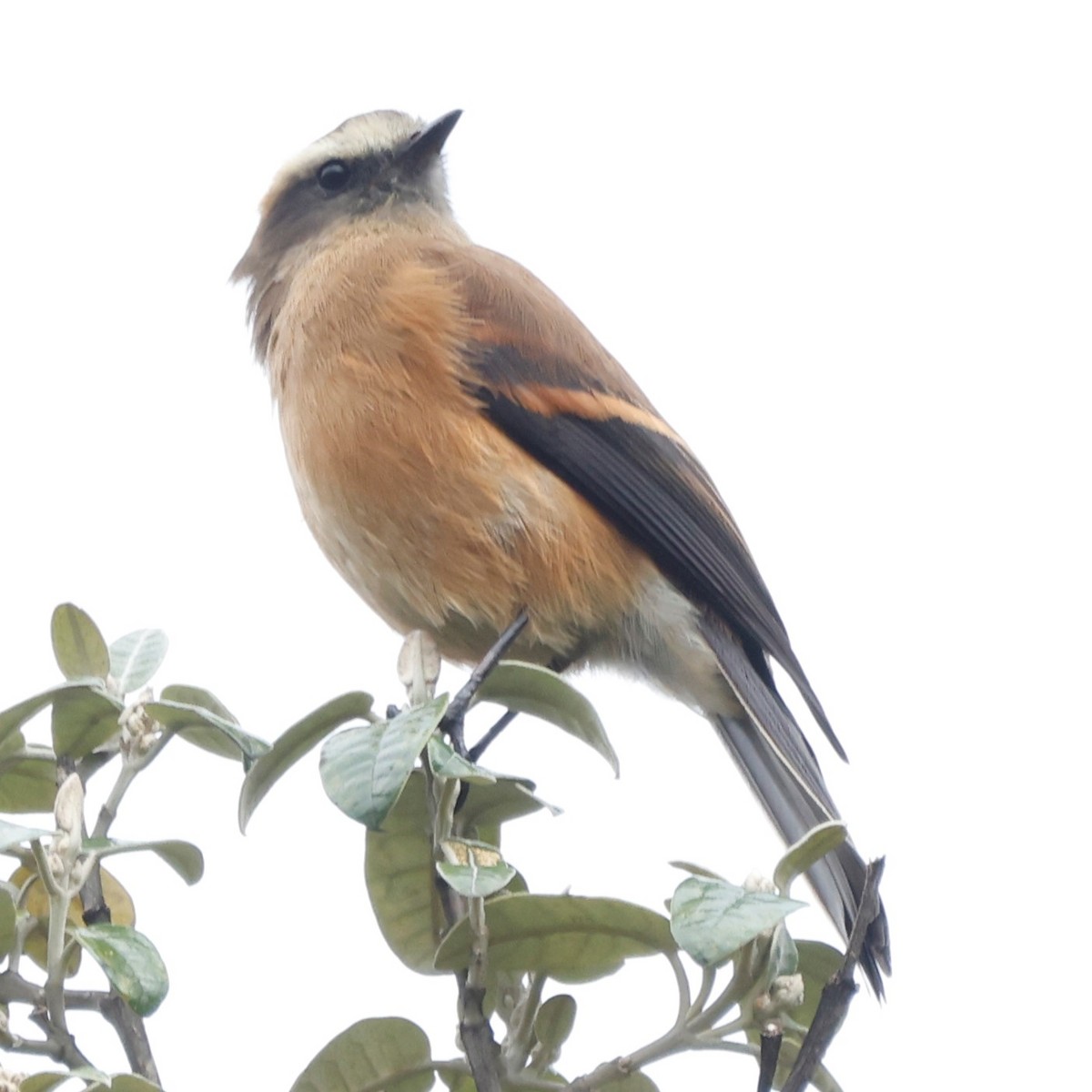 Brown-backed Chat-Tyrant - ML542454271