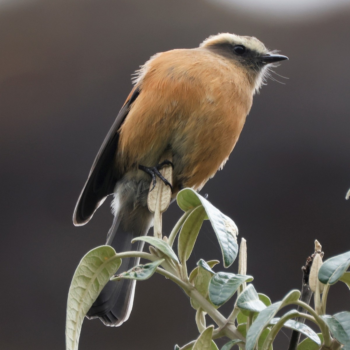 Brown-backed Chat-Tyrant - ML542454281