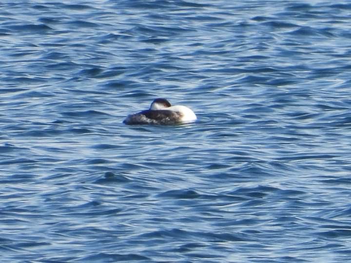 Western Grebe - Fawn Simonds