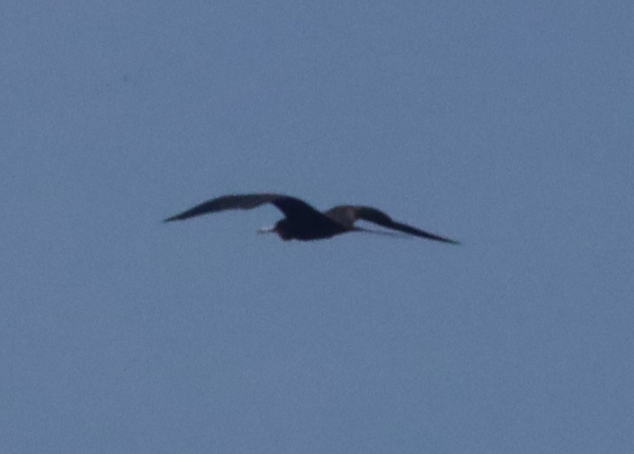 Magnificent Frigatebird - ML542454761