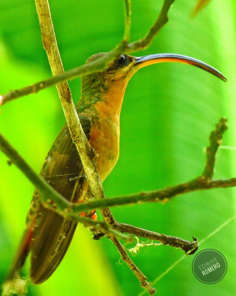 Rufous-breasted Hermit - ML542454941