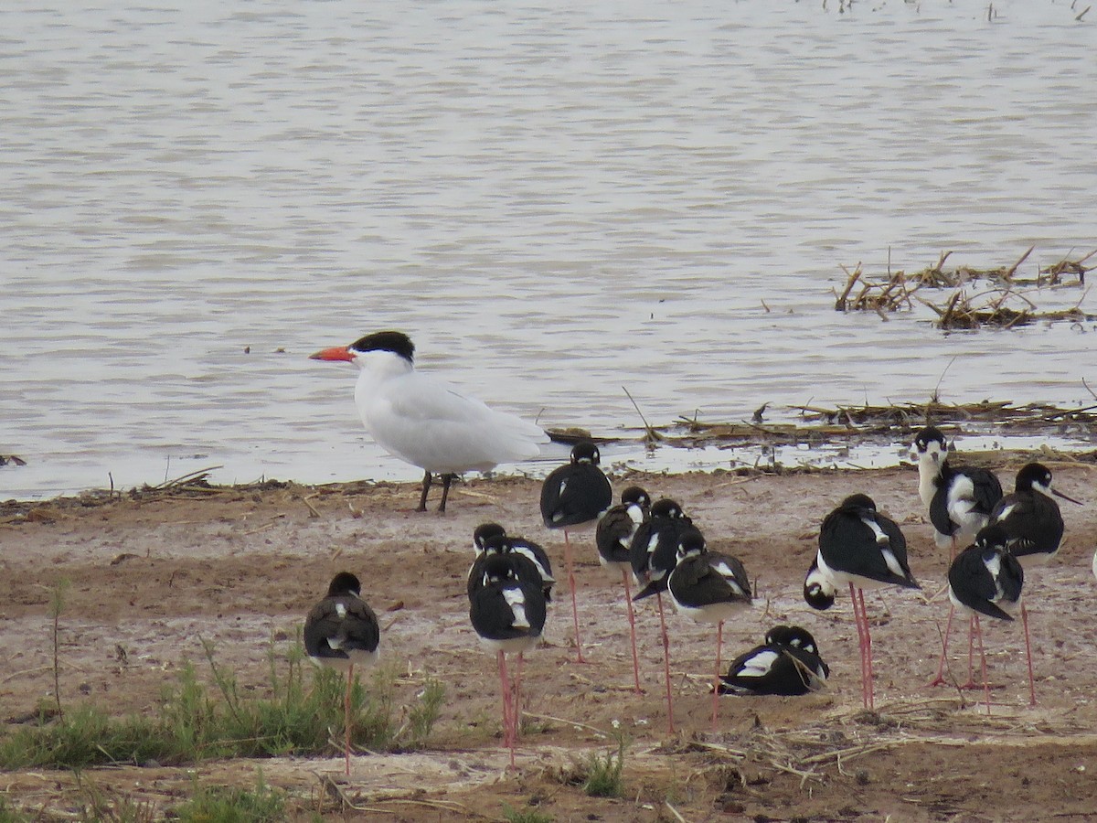 Caspian Tern - ML542456391