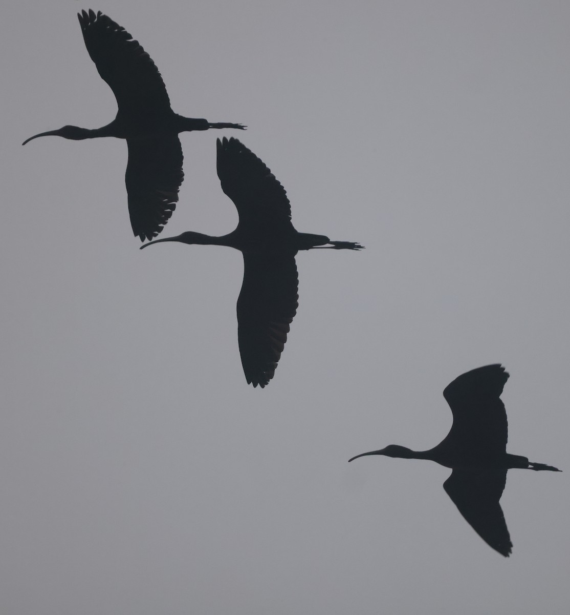 ibis hnědý/americký - ML542457451