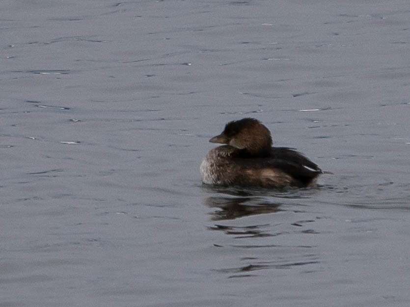 Pied-billed Grebe - Natalie Barkhouse-Bishop