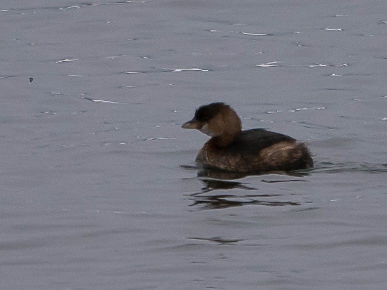 Pied-billed Grebe - ML542457481