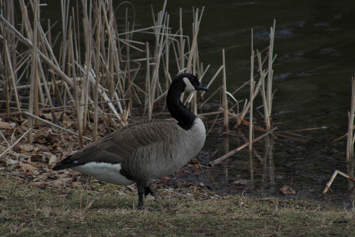 Canada Goose - ML542460401