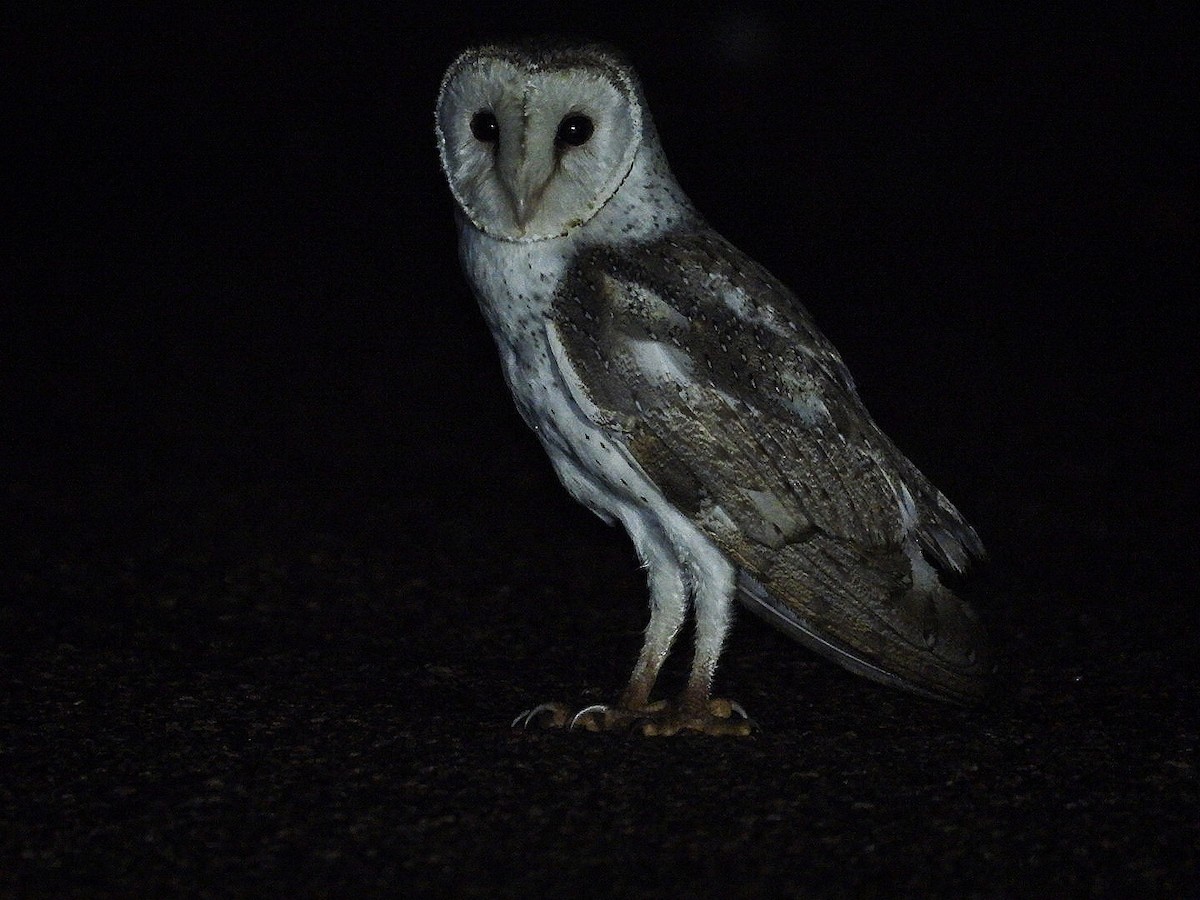 Barn Owl - Luke Enright
