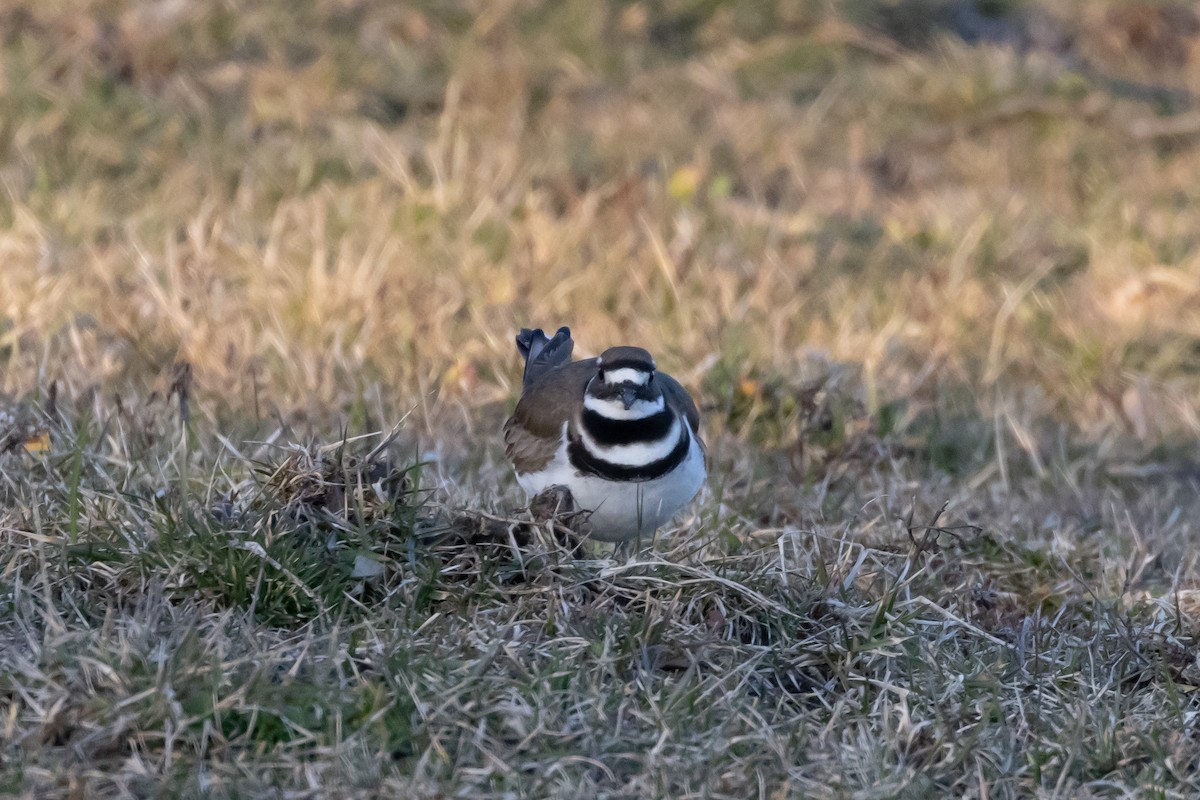 Killdeer - ML542462831