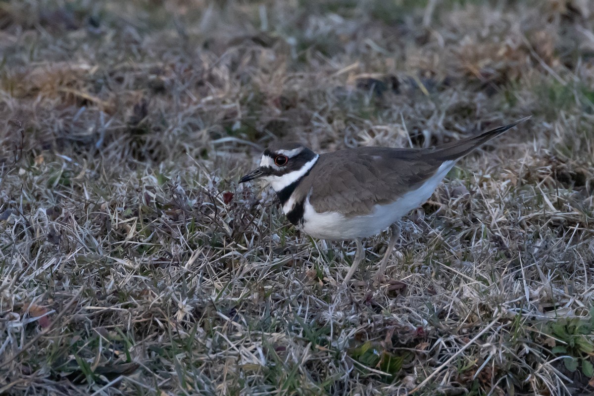 Killdeer - ML542462851