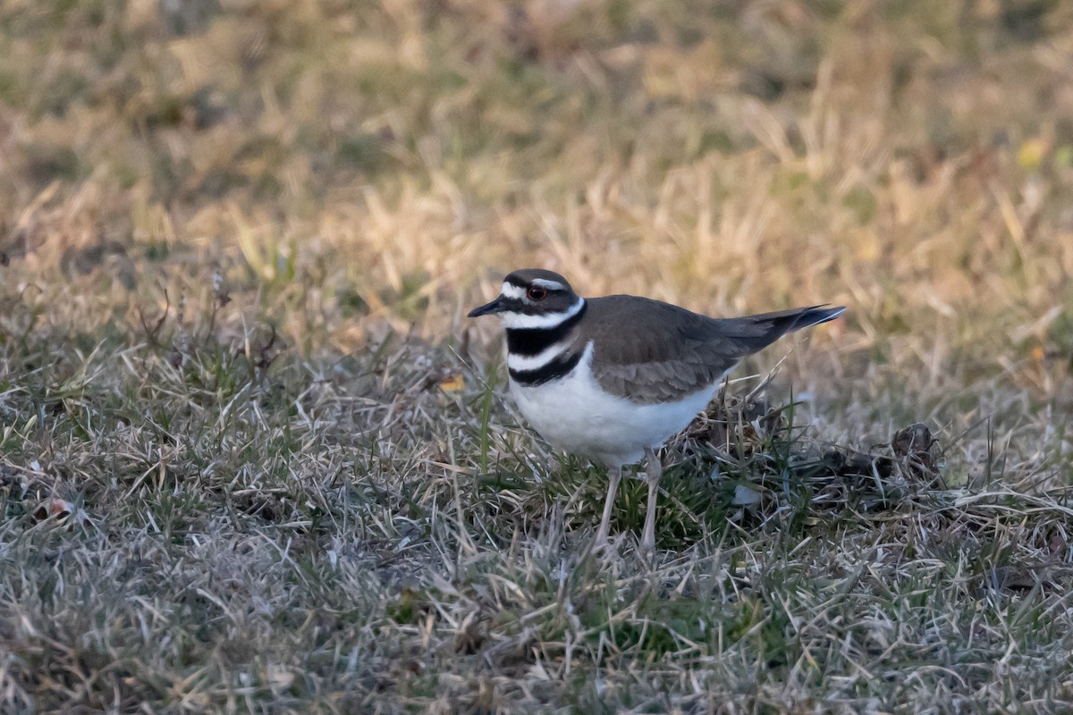 Killdeer - ML542462861