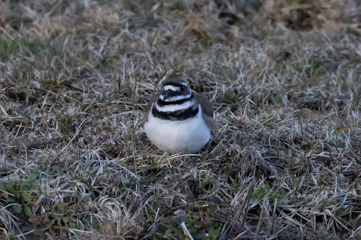 Killdeer - ML542462871