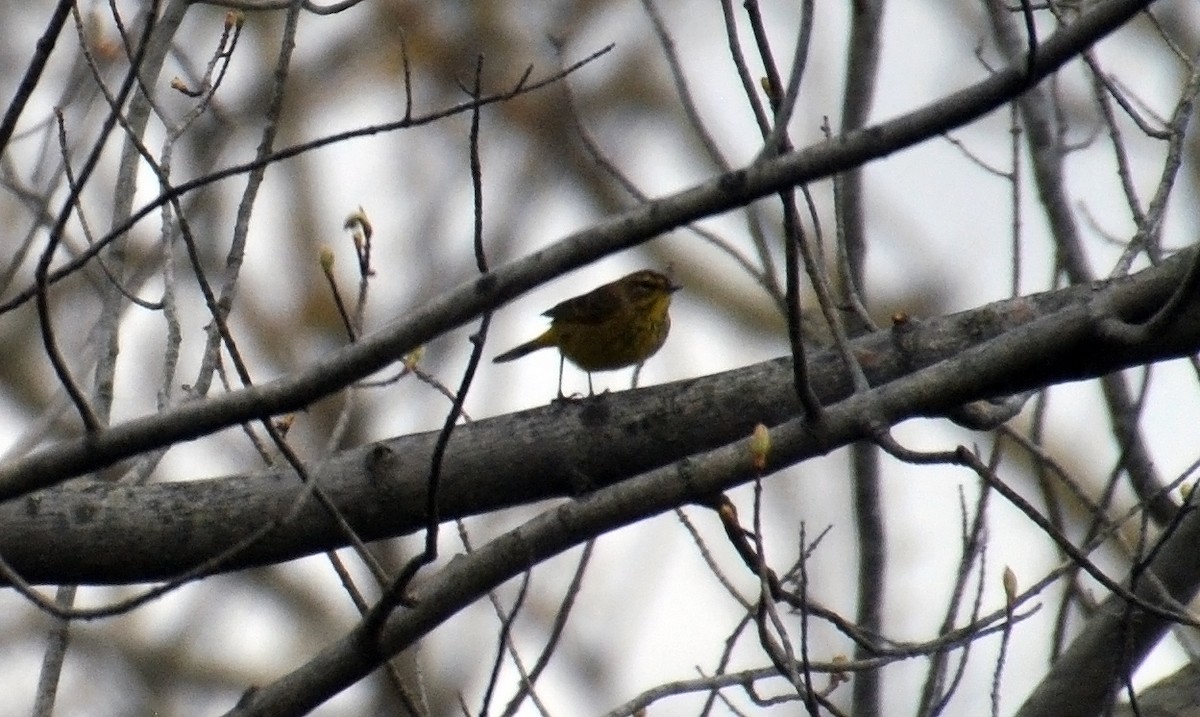 Palm Warbler - ML54246301