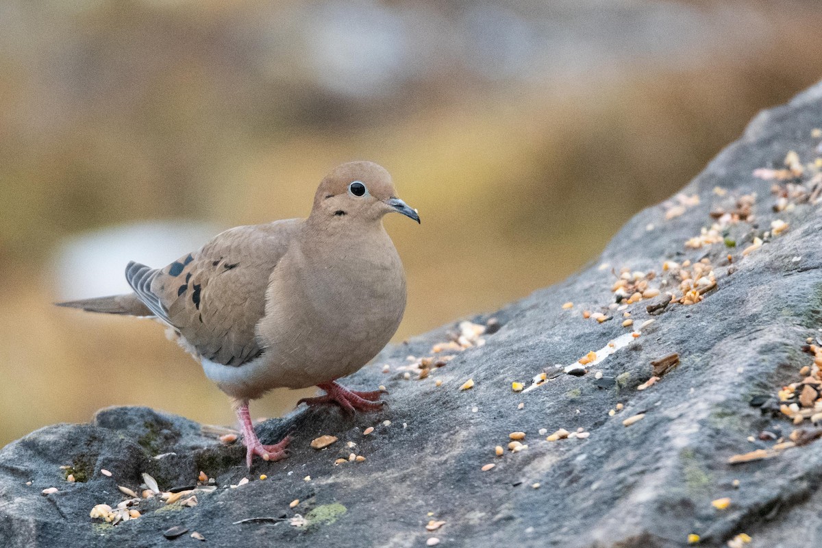 Mourning Dove - Luc Girard