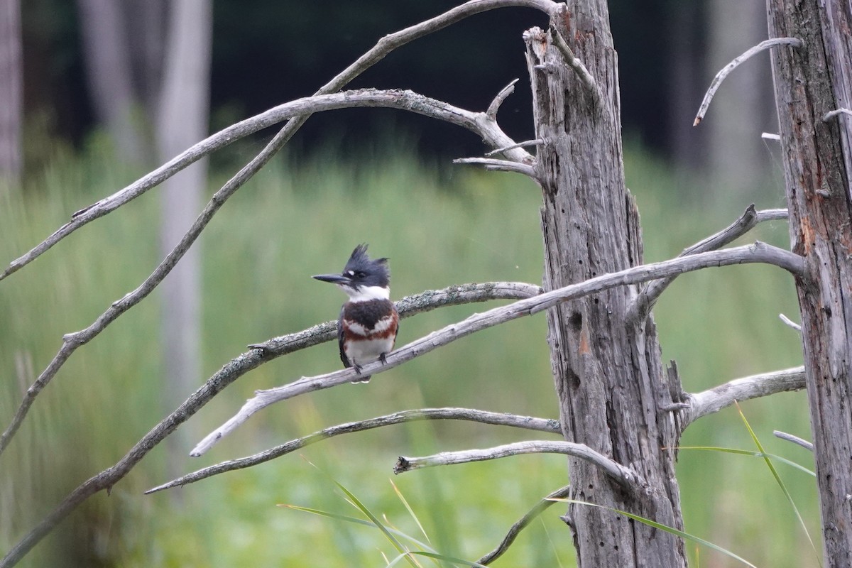 Belted Kingfisher - ML542463271