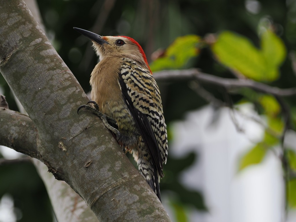 West Indian Woodpecker - ML542463551