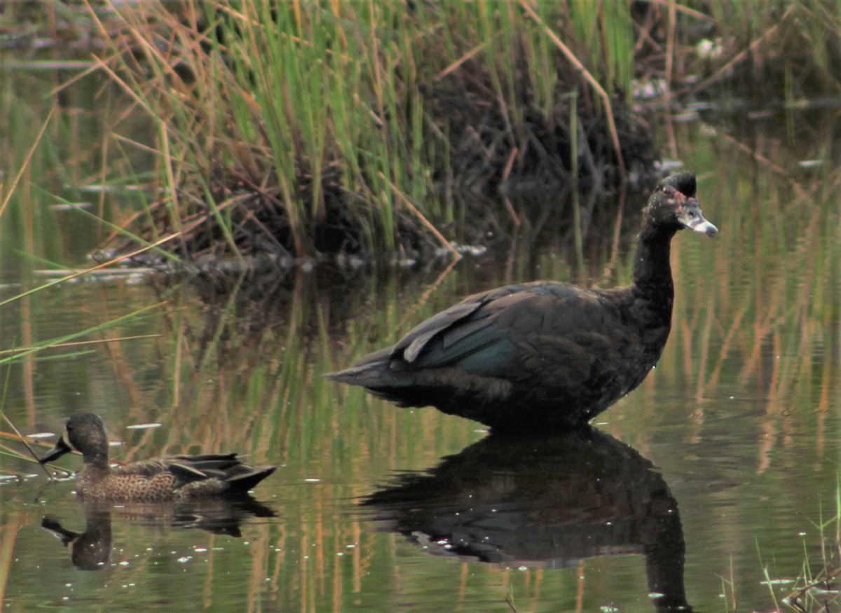 Muscovy Duck - ML542463721