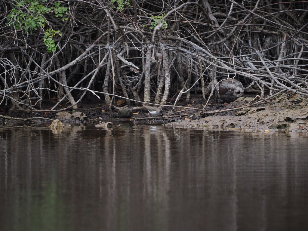 Spotted Sandpiper - ML542463801
