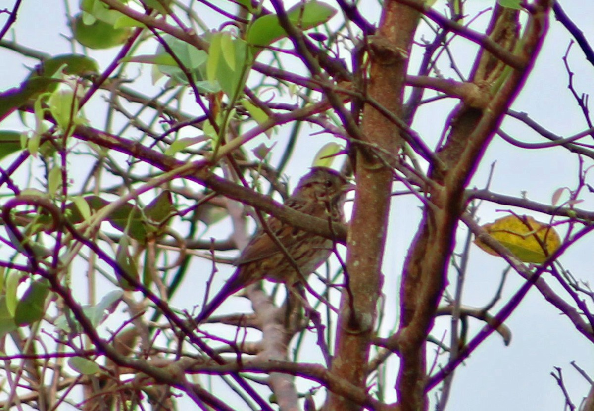 Lincoln's Sparrow - ML542464191