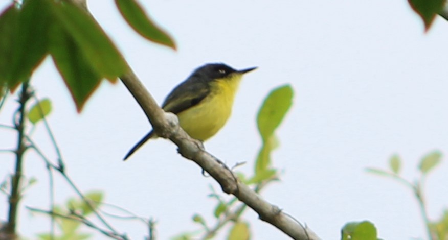 Common Tody-Flycatcher - ML542464501