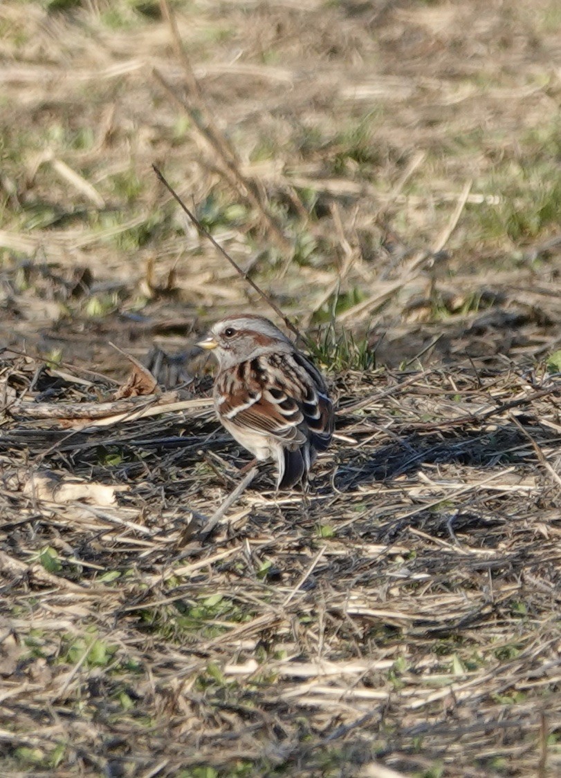 American Tree Sparrow - ML542465601