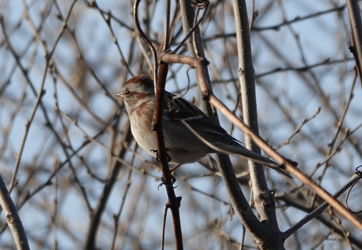 American Tree Sparrow - ML542465611